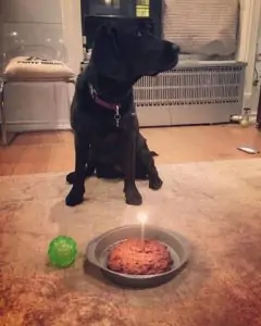 photo: black lab dog with hamburger dinner and a lit birthday candle