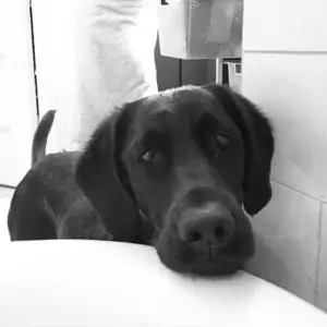 photo: cute labrador, Jett, ready at tub-side.